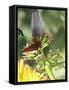 Green Throated Caribbean Hummingbird Attacking Banana Blossom, Dominica, West Indies-John Dominis-Framed Stretched Canvas