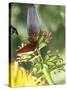 Green Throated Caribbean Hummingbird Attacking Banana Blossom, Dominica, West Indies-John Dominis-Stretched Canvas