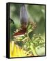 Green Throated Caribbean Hummingbird Attacking Banana Blossom, Dominica, West Indies-John Dominis-Framed Stretched Canvas