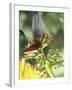 Green Throated Caribbean Hummingbird Attacking Banana Blossom, Dominica, West Indies-John Dominis-Framed Photographic Print