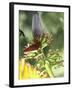 Green Throated Caribbean Hummingbird Attacking Banana Blossom, Dominica, West Indies-John Dominis-Framed Photographic Print