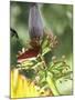 Green Throated Caribbean Hummingbird Attacking Banana Blossom, Dominica, West Indies-John Dominis-Mounted Photographic Print