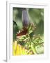 Green Throated Caribbean Hummingbird Attacking Banana Blossom, Dominica, West Indies-John Dominis-Framed Photographic Print