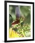 Green Throated Caribbean Hummingbird Attacking Banana Blossom, Dominica, West Indies-John Dominis-Framed Photographic Print