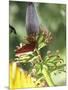 Green Throated Caribbean Hummingbird Attacking Banana Blossom, Dominica, West Indies-John Dominis-Mounted Photographic Print