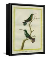 Green-Throated Mango and Violet-Tailed Sylph-Georges-Louis Buffon-Framed Stretched Canvas