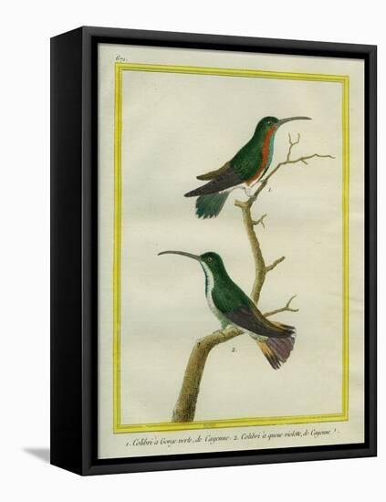 Green-Throated Mango and Violet-Tailed Sylph-Georges-Louis Buffon-Framed Stretched Canvas