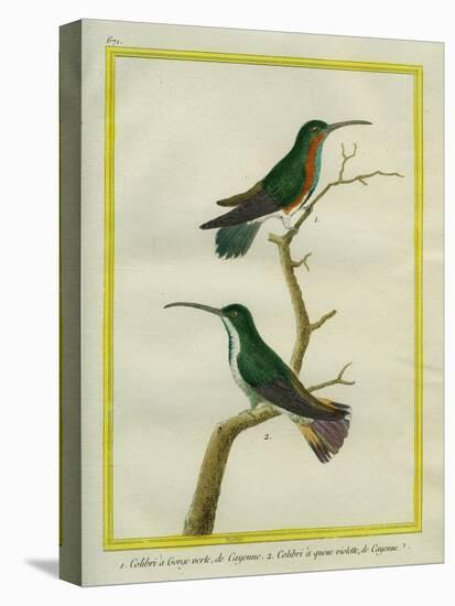 Green-Throated Mango and Violet-Tailed Sylph-Georges-Louis Buffon-Stretched Canvas
