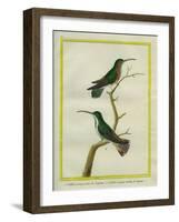 Green-Throated Mango and Violet-Tailed Sylph-Georges-Louis Buffon-Framed Giclee Print