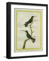 Green-Throated Mango and Violet-Tailed Sylph-Georges-Louis Buffon-Framed Giclee Print