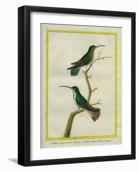 Green-Throated Mango and Violet-Tailed Sylph-Georges-Louis Buffon-Framed Giclee Print