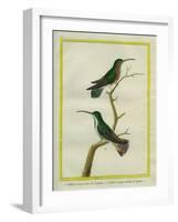 Green-Throated Mango and Violet-Tailed Sylph-Georges-Louis Buffon-Framed Giclee Print