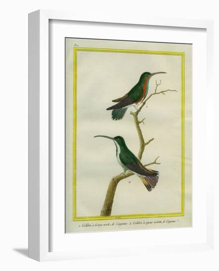 Green-Throated Mango and Violet-Tailed Sylph-Georges-Louis Buffon-Framed Giclee Print