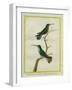 Green-Throated Mango and Violet-Tailed Sylph-Georges-Louis Buffon-Framed Giclee Print