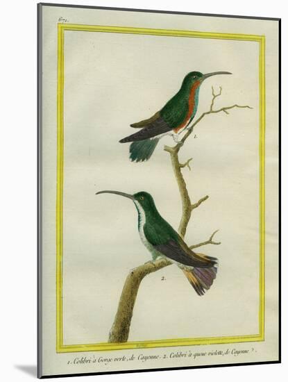Green-Throated Mango and Violet-Tailed Sylph-Georges-Louis Buffon-Mounted Giclee Print