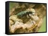 Green Tiger Beetle Captive, Uk April-Andy Sands-Framed Stretched Canvas