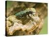 Green Tiger Beetle Captive, Uk April-Andy Sands-Stretched Canvas