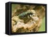 Green Tiger Beetle Captive, Uk April-Andy Sands-Framed Stretched Canvas