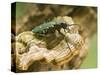 Green Tiger Beetle Captive, Uk April-Andy Sands-Stretched Canvas