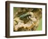 Green Tiger Beetle Captive, Uk April-Andy Sands-Framed Photographic Print