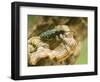 Green Tiger Beetle Captive, Uk April-Andy Sands-Framed Photographic Print