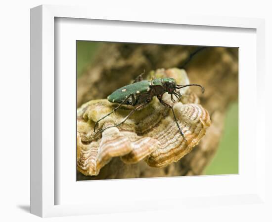 Green Tiger Beetle Captive, Uk April-Andy Sands-Framed Photographic Print