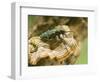 Green Tiger Beetle Captive, Uk April-Andy Sands-Framed Photographic Print