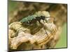 Green Tiger Beetle Captive, Uk April-Andy Sands-Mounted Photographic Print