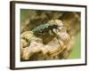 Green Tiger Beetle Captive, Uk April-Andy Sands-Framed Photographic Print
