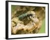 Green Tiger Beetle Captive, Uk April-Andy Sands-Framed Photographic Print