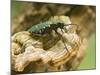 Green Tiger Beetle Captive, Uk April-Andy Sands-Mounted Photographic Print