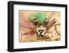 Green tiger beetle close up portrait, Birchover, Derbyshire, UK-Alex Hyde-Framed Photographic Print