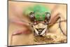 Green tiger beetle close up portrait, Birchover, Derbyshire, UK-Alex Hyde-Mounted Photographic Print