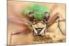 Green tiger beetle close up portrait, Birchover, Derbyshire, UK-Alex Hyde-Mounted Photographic Print