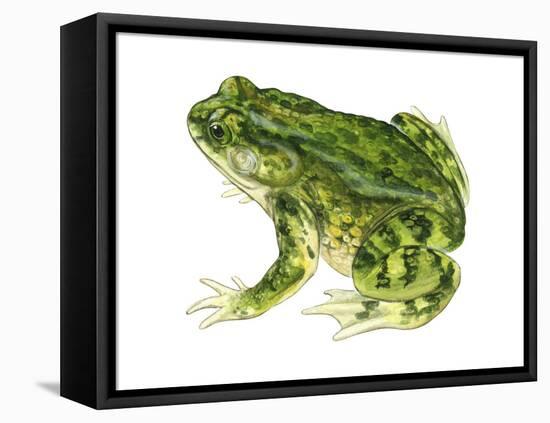 Green Toad (Bufo Debilis), Amphibians-Encyclopaedia Britannica-Framed Stretched Canvas