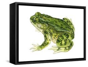 Green Toad (Bufo Debilis), Amphibians-Encyclopaedia Britannica-Framed Stretched Canvas