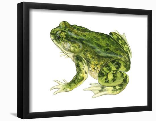 Green Toad (Bufo Debilis), Amphibians-Encyclopaedia Britannica-Framed Poster