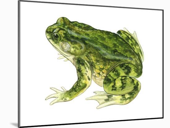 Green Toad (Bufo Debilis), Amphibians-Encyclopaedia Britannica-Mounted Poster