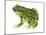 Green Toad (Bufo Debilis), Amphibians-Encyclopaedia Britannica-Mounted Poster