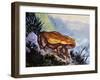 Green Toad (Bufo Viridis), Bufonidae-null-Framed Giclee Print