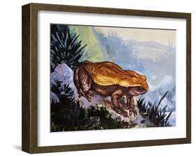 Green Toad (Bufo Viridis), Bufonidae-null-Framed Giclee Print