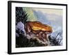 Green Toad (Bufo Viridis), Bufonidae-null-Framed Giclee Print