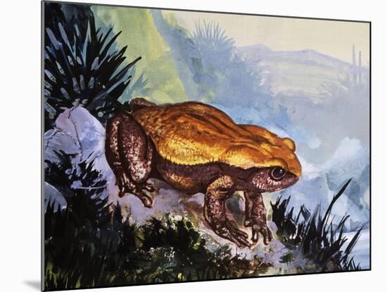 Green Toad (Bufo Viridis), Bufonidae-null-Mounted Giclee Print