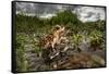 Green toad crawling over aquatic plants, Texas-Karine Aigner-Framed Stretched Canvas