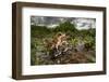 Green toad crawling over aquatic plants, Texas-Karine Aigner-Framed Photographic Print