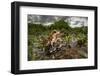 Green toad crawling over aquatic plants, Texas-Karine Aigner-Framed Photographic Print