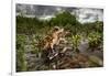 Green toad crawling over aquatic plants, Texas-Karine Aigner-Framed Photographic Print