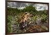 Green toad crawling over aquatic plants, Texas-Karine Aigner-Framed Photographic Print