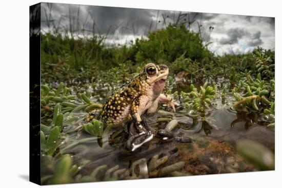 Green toad crawling over aquatic plants, Texas-Karine Aigner-Stretched Canvas