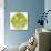 Green Tomato Slice-Steve Gadomski-Photographic Print displayed on a wall